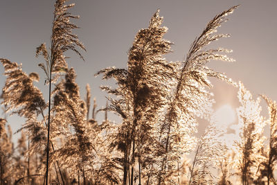 Low angle view of cane stalks against clear sky