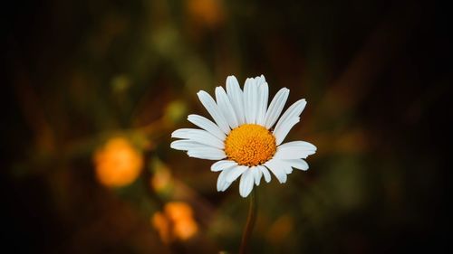 Close-up of white daisy