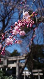 Low angle view of cherry blossom tree