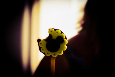 Close-up of person holding toy