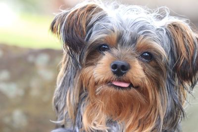 Close-up portrait of dog