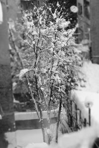 Snow covered trees