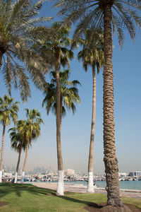 Palm trees against clear sky