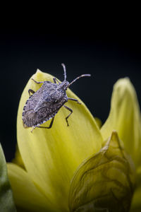 Close-up of insect pollinating on yellow flower