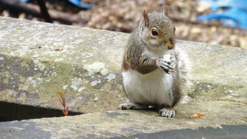 Grey squirrel eating in garden 