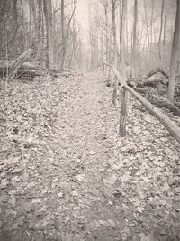 View of bare trees in forest