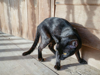 Close-up of a dog on footpath