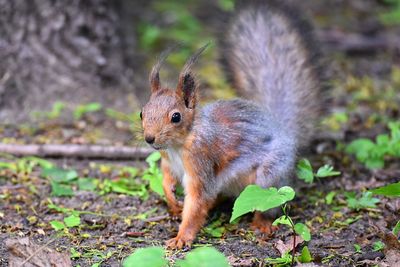 Close-up of squirrel on rock