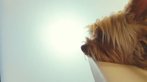 Close-up of dog against sky