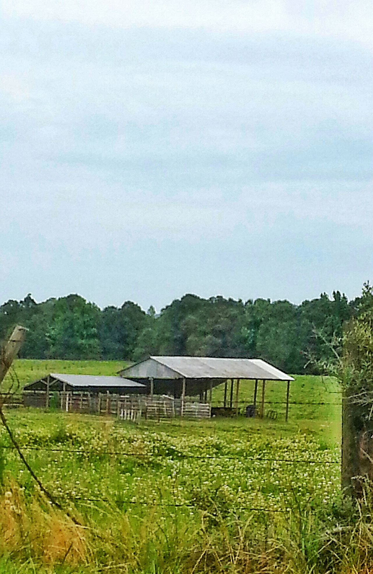 Cow barn