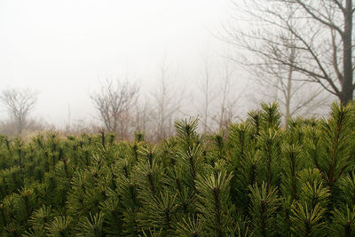 Plants growing on land against sky