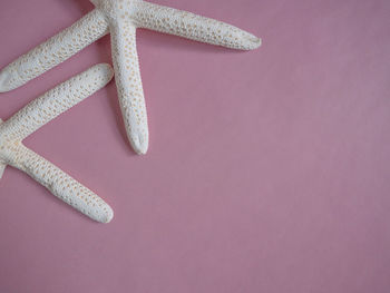 High angle view of shoes on pink over white background