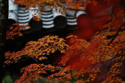 Close-up of maple leaves on tree during autumn