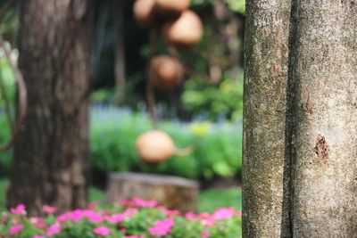 Close-up of pink flowering tree trunk in park