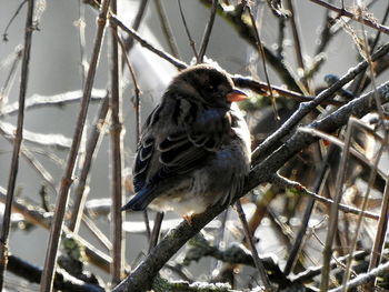 Close-up of bird perching on branch