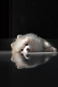 White pomeranian laying boring on the ground with floor reflection