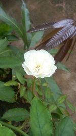 Close-up of white flower blooming outdoors