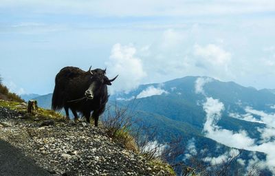 View of a wild yak on mountain against sky