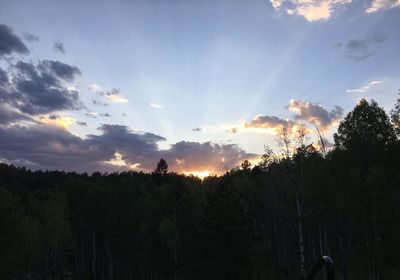 Silhouette trees in forest against sky during sunset