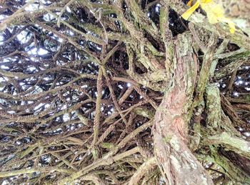 Full frame shot of tree trunk