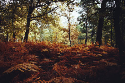 Trees growing in forest during autumn