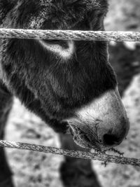 Close-up of horse