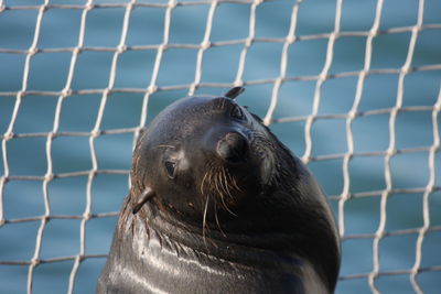 Close-up of seal at zoo