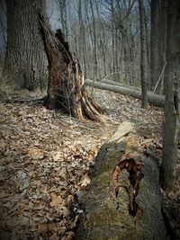 Trees in forest