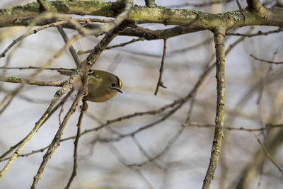 A close-up of a goldcrest with its deep yellow stripe