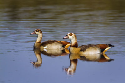 Ducks swimming in lake