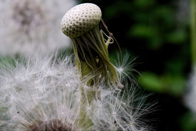 Close-up of dandelion seeds on land