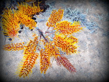 Close-up of yellow flowers