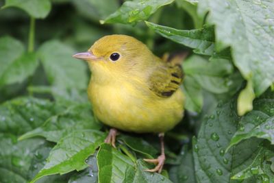 Yellow warbler perching on plant