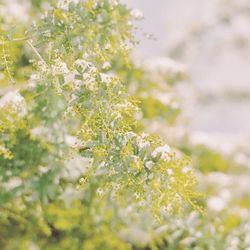 Close-up of white flowering plants on field