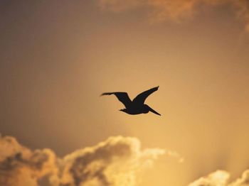 Low angle view of bird flying against sky