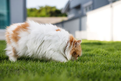 Cat relaxing in field