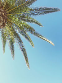 Low angle view of palm tree against clear blue sky