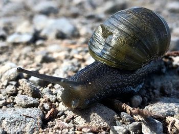 Close-up of snail on rock