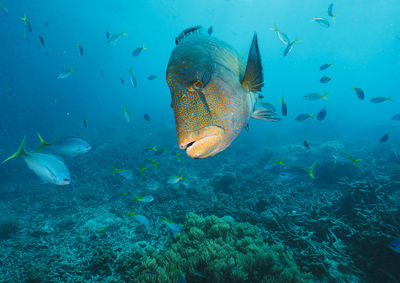 Cheilinus undulatus, maori wrasse humphead fish in australia