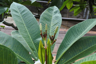 Close-up of insect on leaves