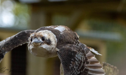 Close-up of eagle