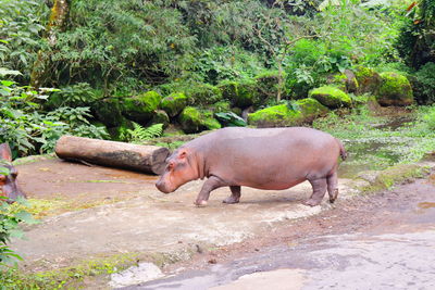 Side view of elephant in the forest