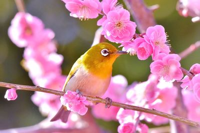 Close-up of bird perching on pink flower