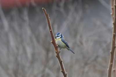 Close-up of bird perching on branch