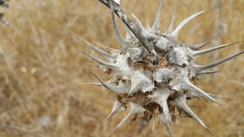 Close-up of dried plant on autumn field