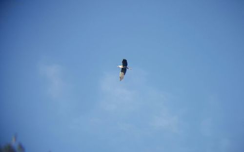 Low angle view of bird flying against blue sky