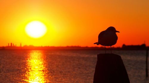 Silhouette of bird flying over sea