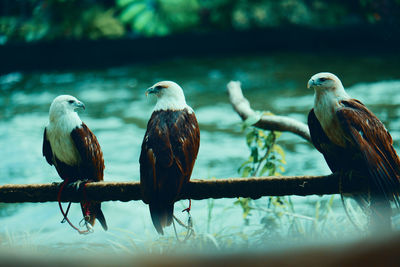 Close-up of birds perching on branch