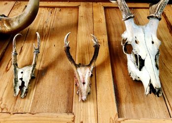 Close-up of animal skull hanging on wood