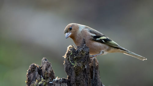 Close-up of bird perching on wood